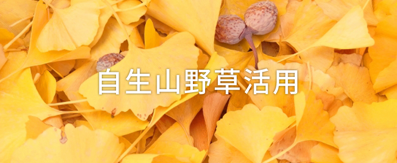 自生山野草活用